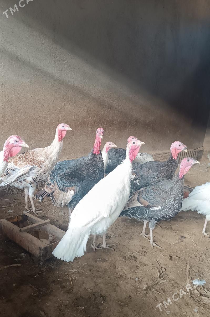 Induk - Tejen - img 1