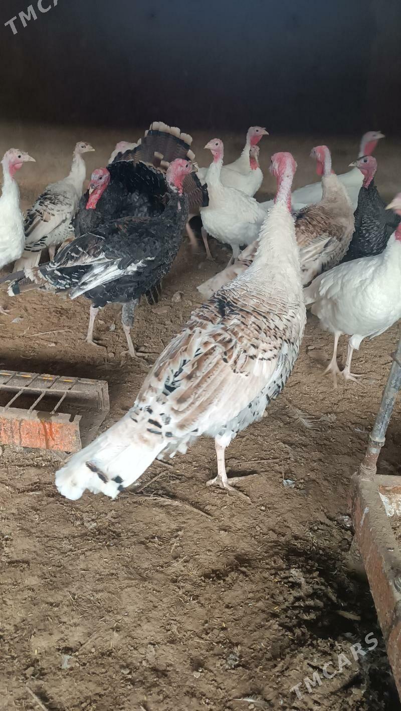 Induk - Tejen - img 2