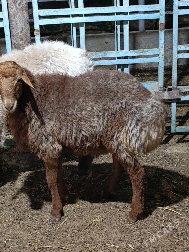 goýun - Bäherden - img 2