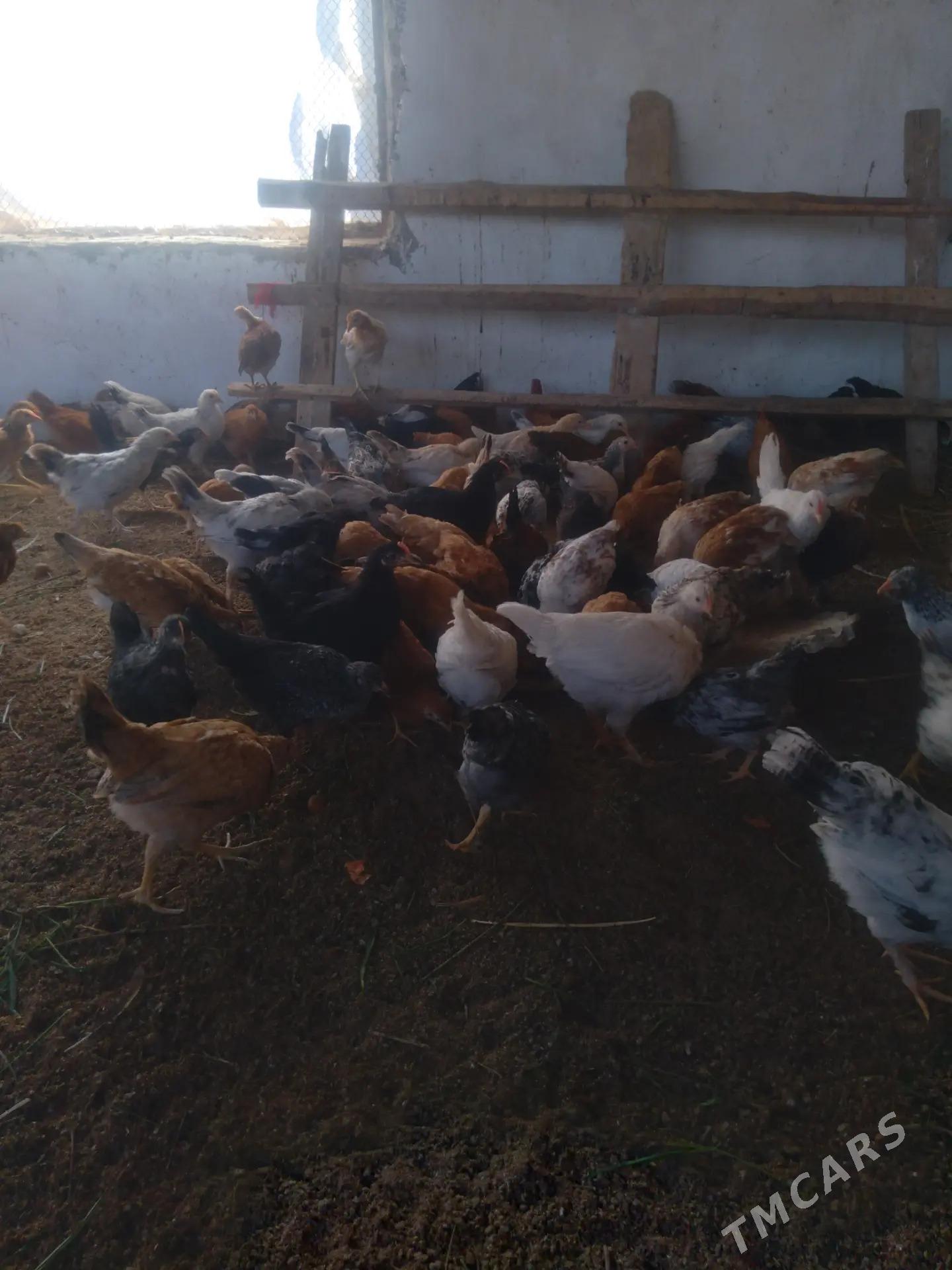 juje 3aý - Бабадайхан - img 1