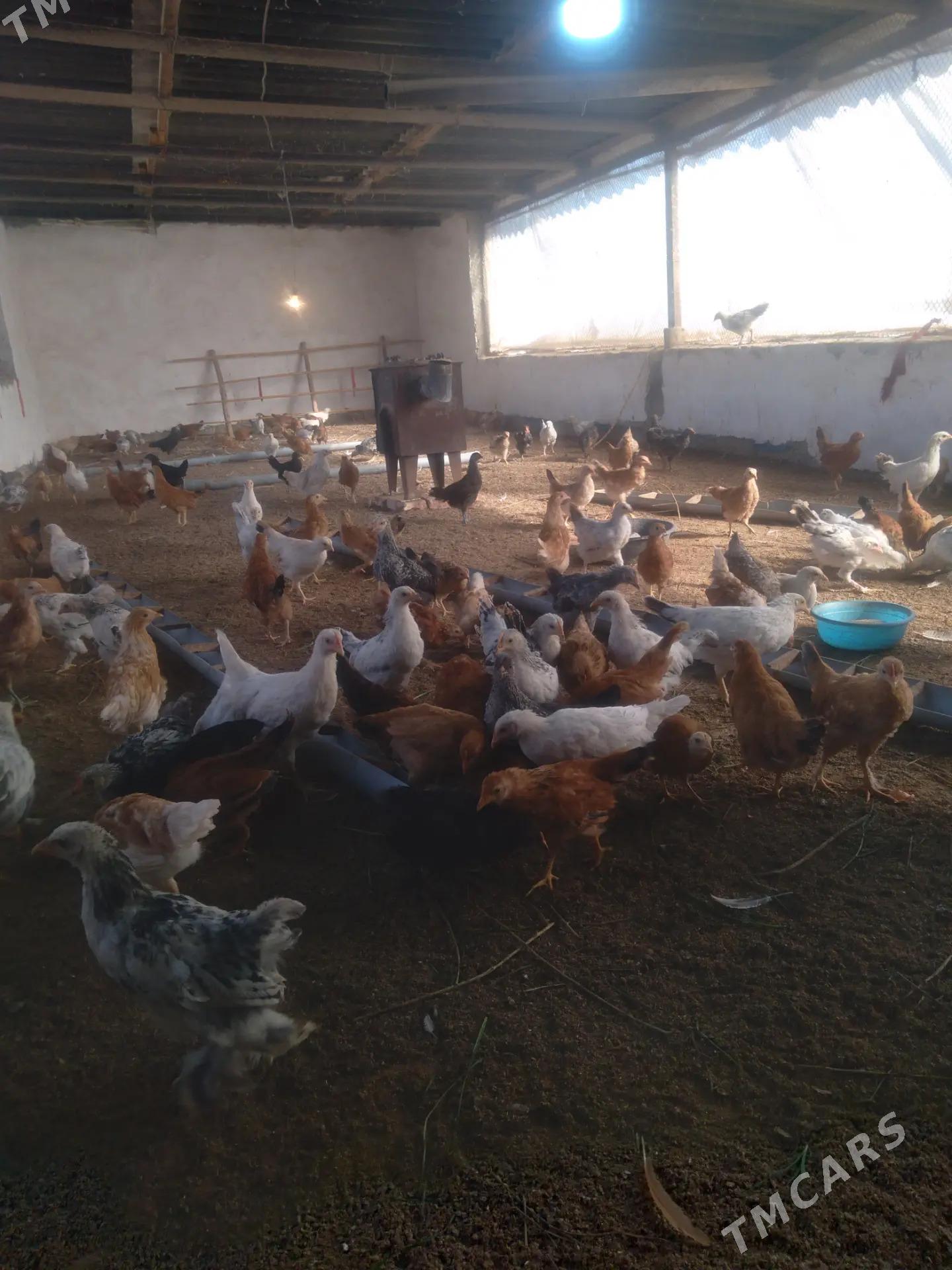 juje 3aý - Бабадайхан - img 2