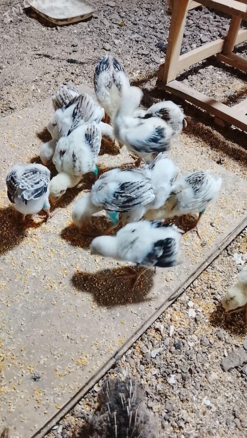 баес жуже сатлык - Türkmenabat - img 4