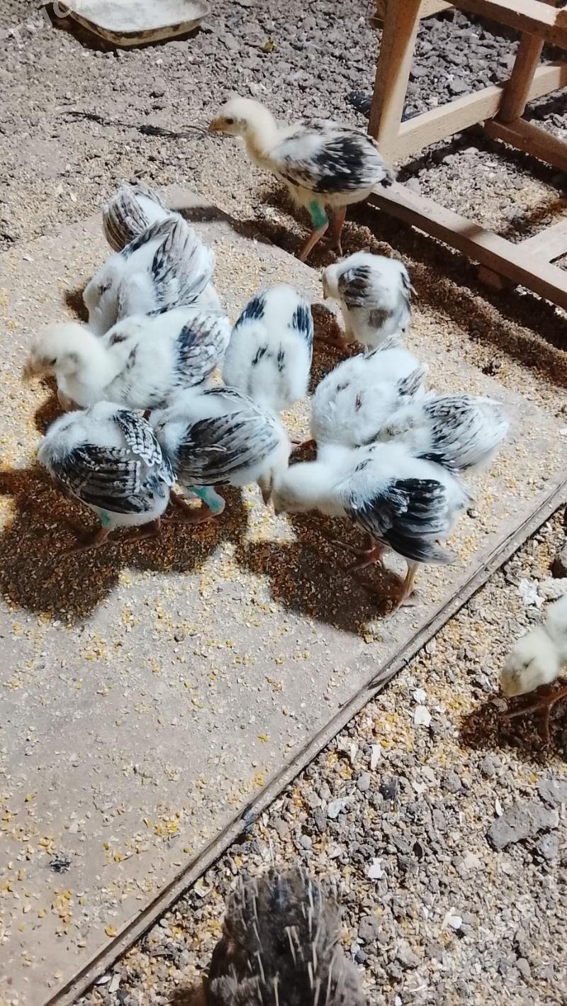 баес жуже сатлык - Türkmenabat - img 3