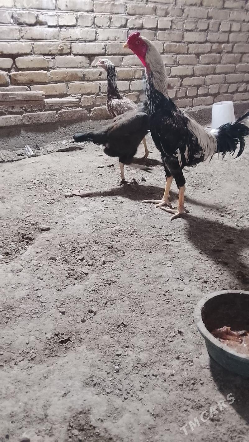 баес жуже сатлык - Türkmenabat - img 6