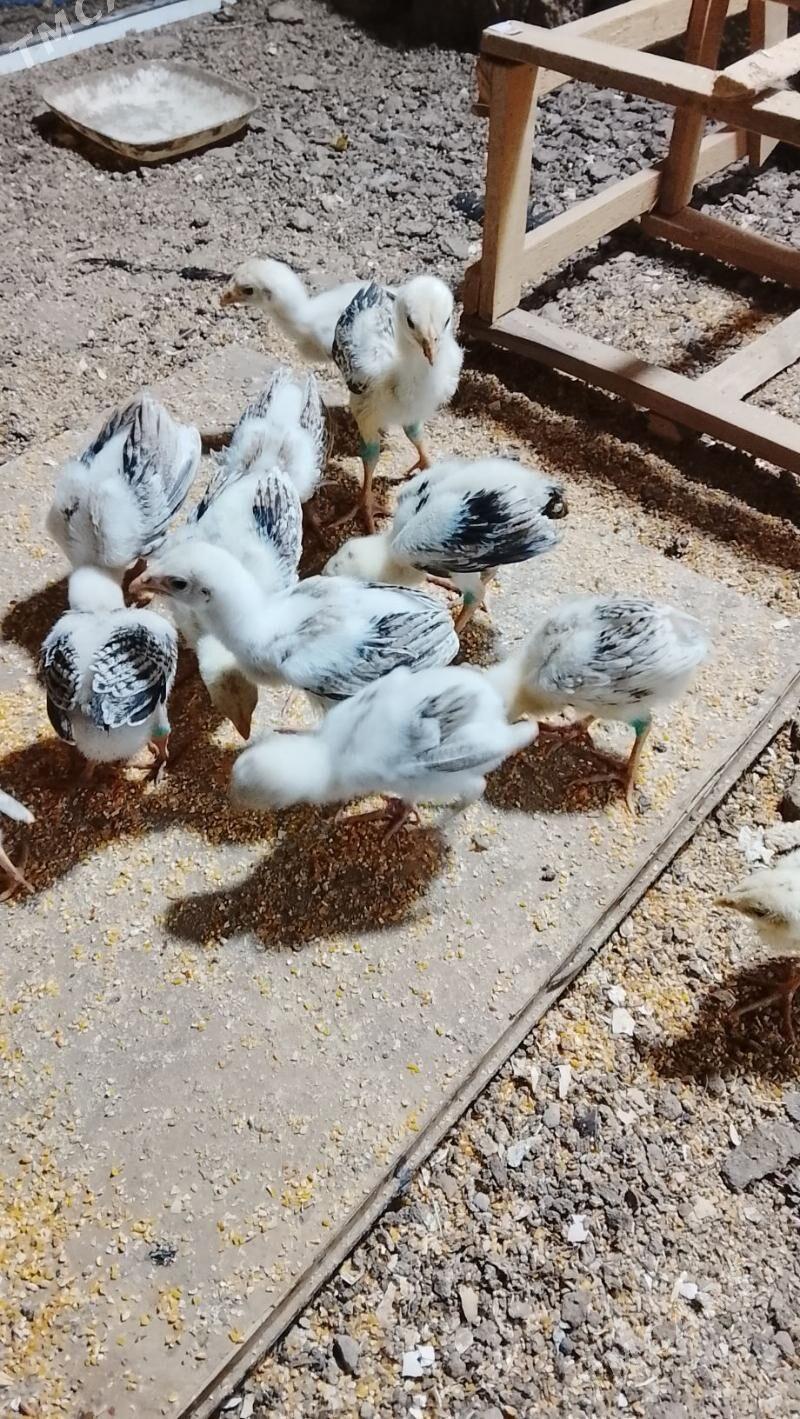 баес жуже сатлык - Türkmenabat - img 2