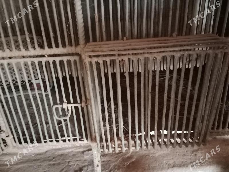 towşan  ketek бедене кетек - Чарджоу - img 7