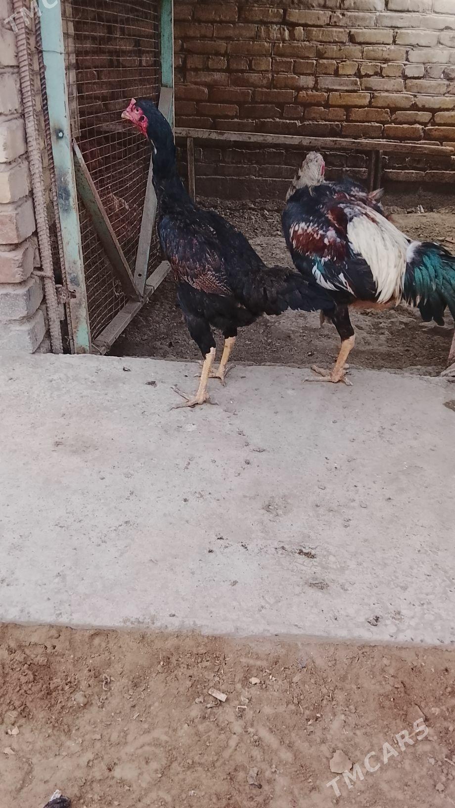 баес жуже сатлык - Türkmenabat - img 5