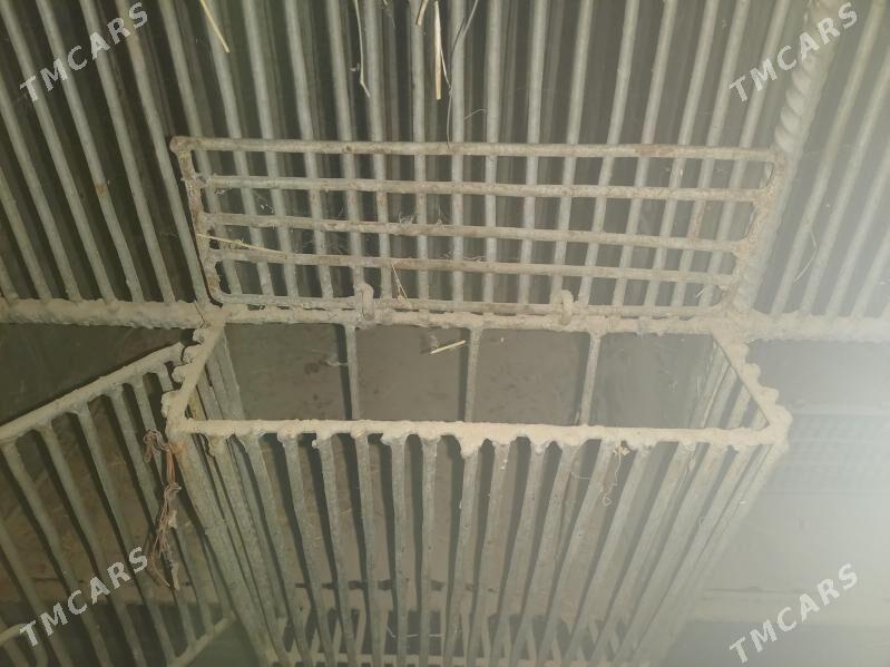 towşan  ketek бедене кетек - Чарджоу - img 2