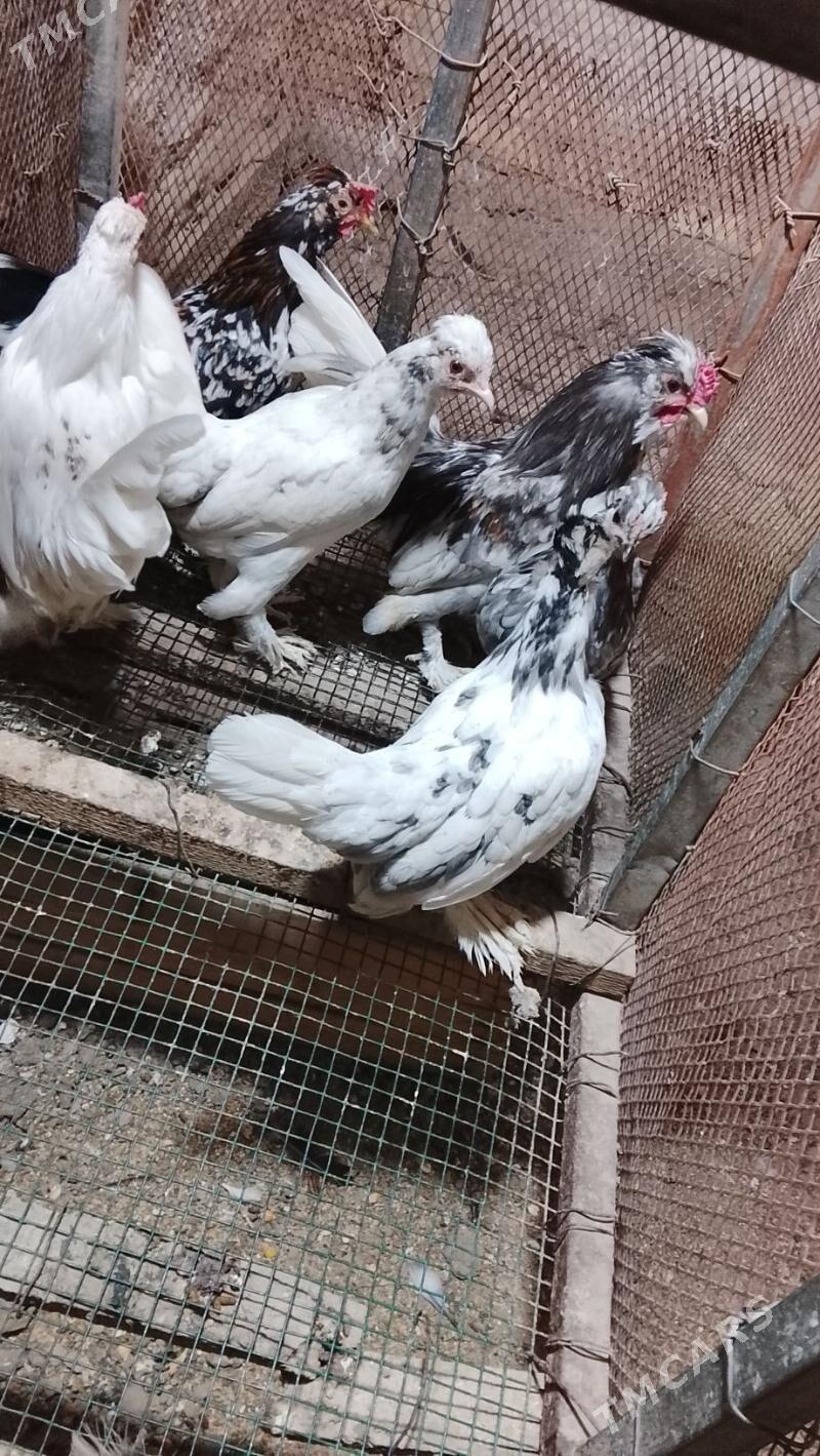 карлик араса - Туркменабат - img 2