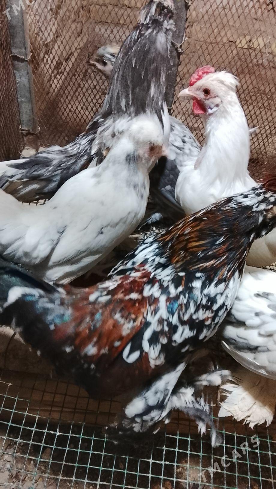 карлик араса - Туркменабат - img 4