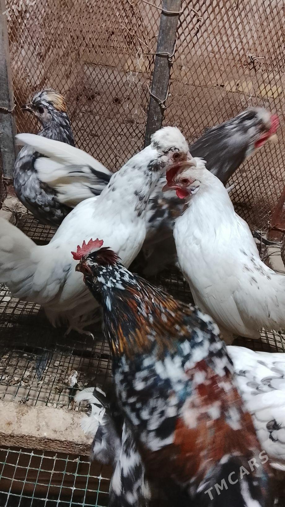 карлик араса - Туркменабат - img 3