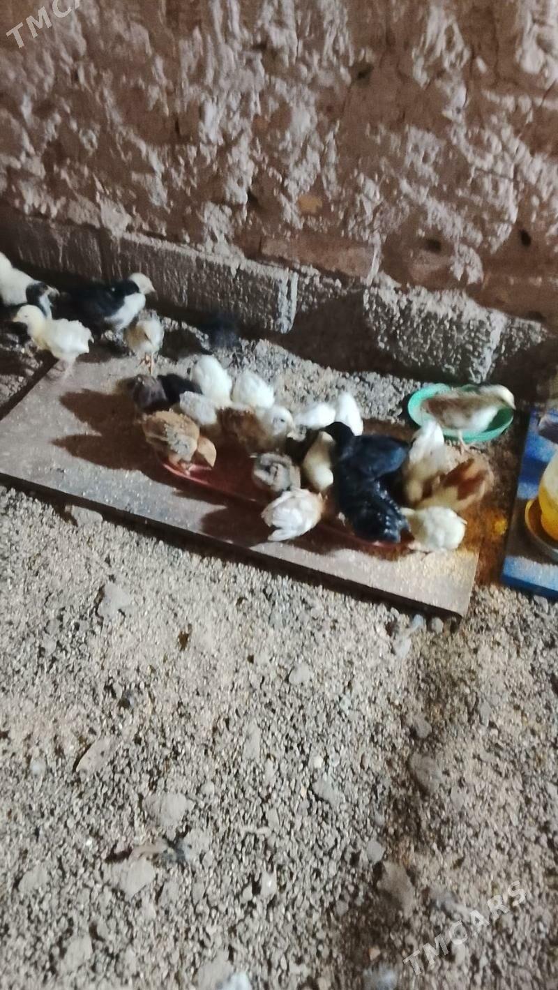 жуже месни - Туркменабат - img 3