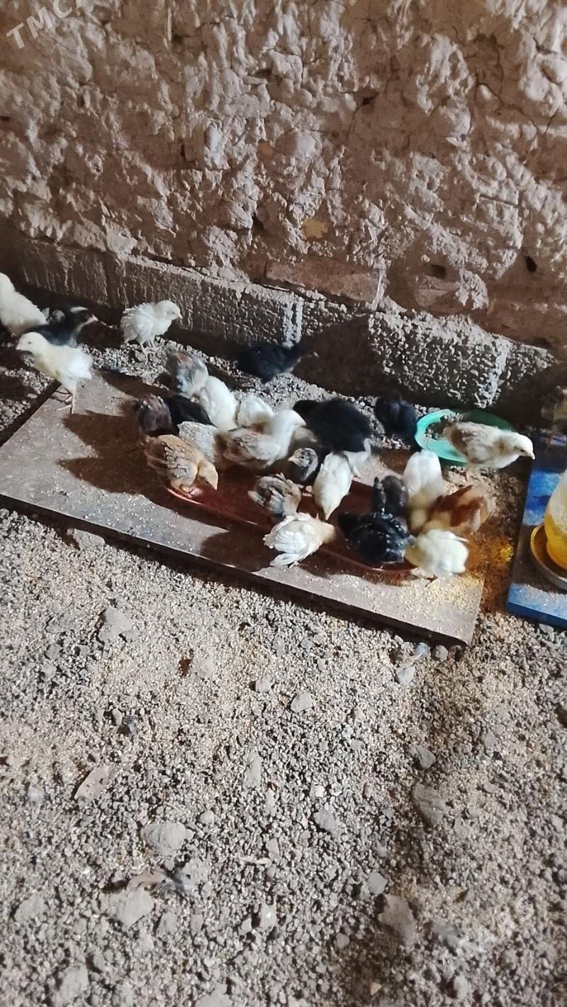 жуже месни - Туркменабат - img 2