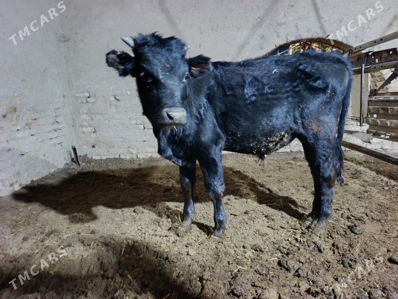 ökiz - Wekilbazar - img 2