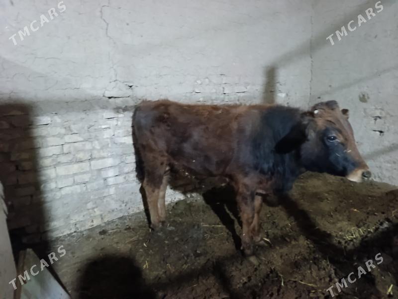 ökiz - Wekilbazar - img 5