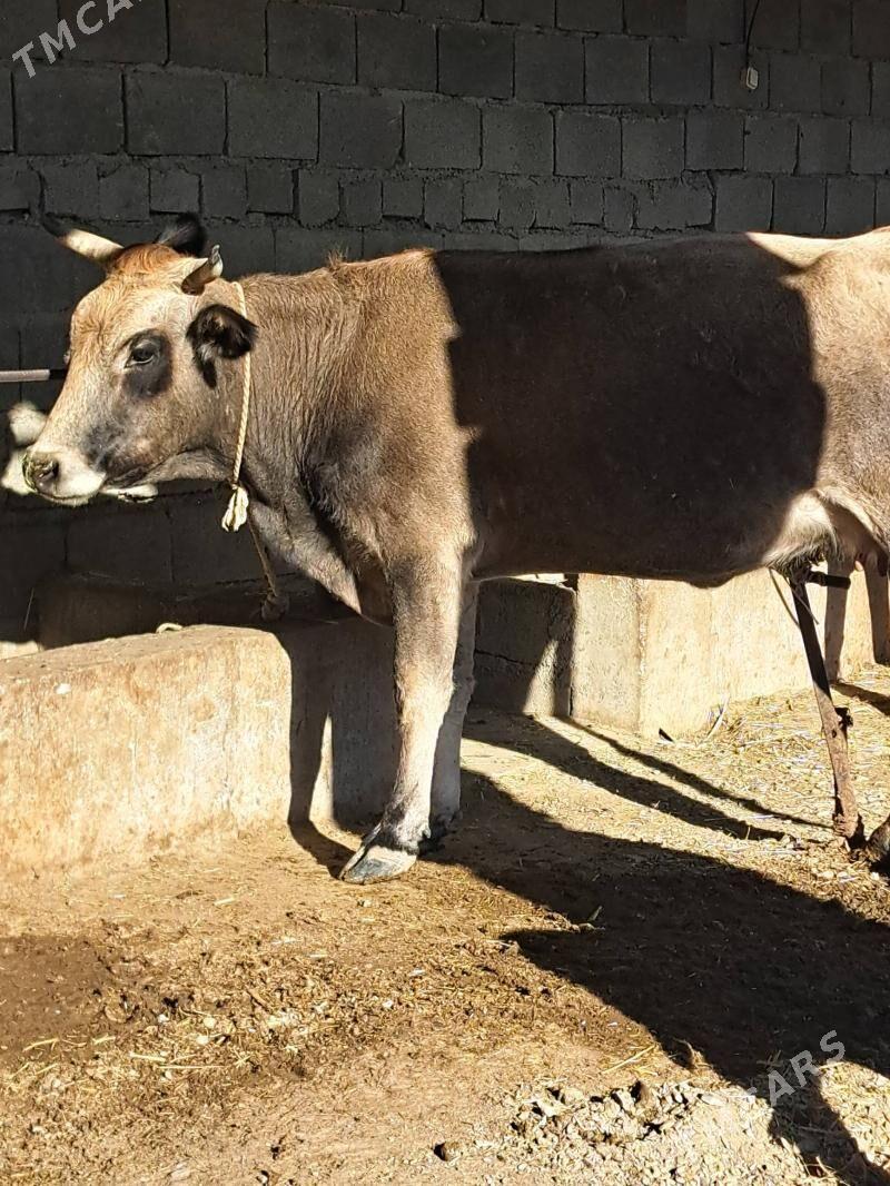 Gysyr sygyr - Бахарден - img 4