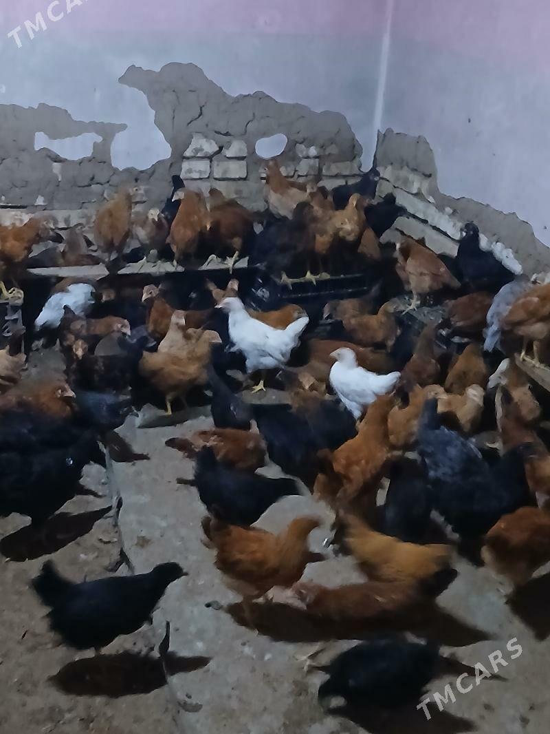 juyje - Туркменгала - img 1