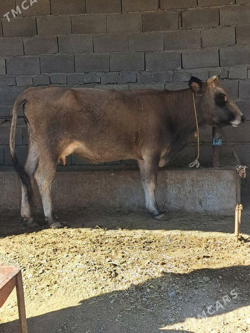 Gysyr sygyr - Бахарден - img 3