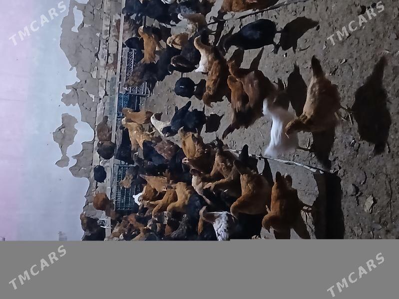 juyje - Туркменгала - img 2