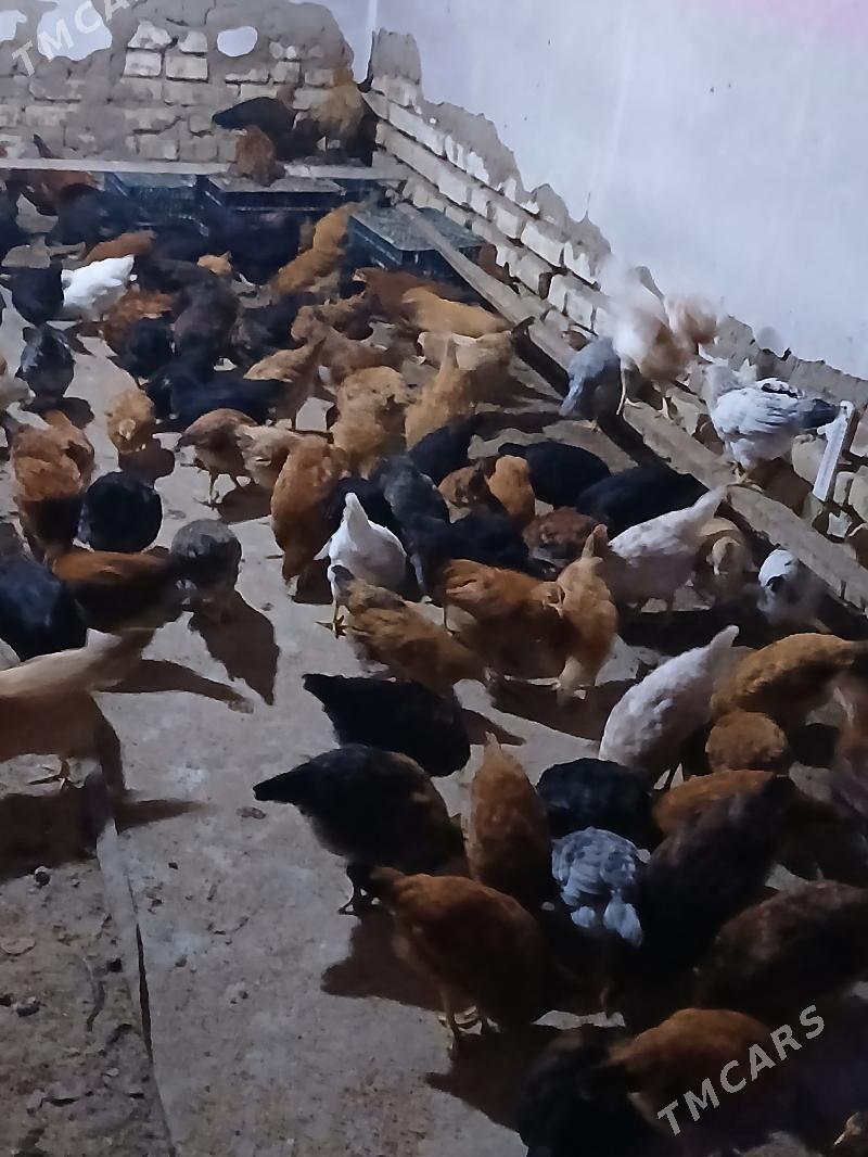 juyje - Туркменгала - img 3