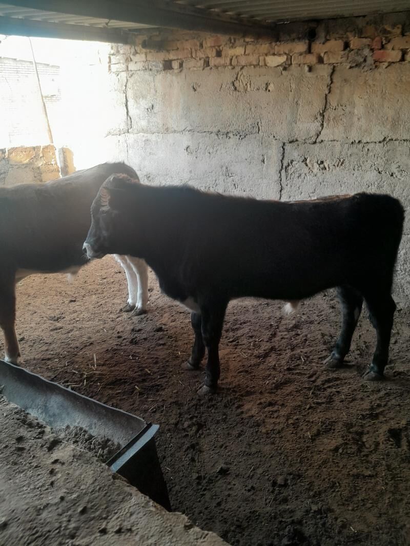 Öküz - Balkanabat - img 2