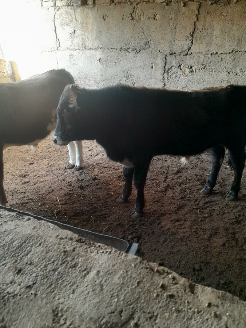 Öküz - Balkanabat - img 1