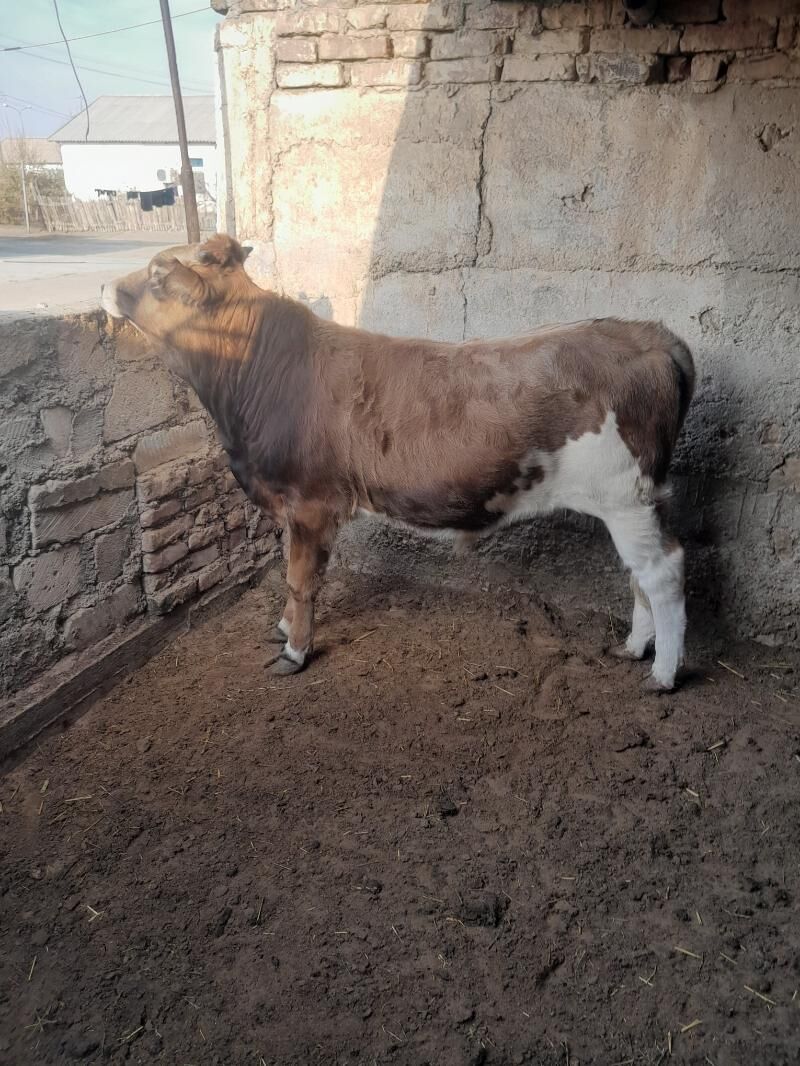 Öküz - Balkanabat - img 3