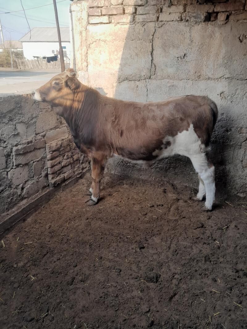 Öküz - Balkanabat - img 4