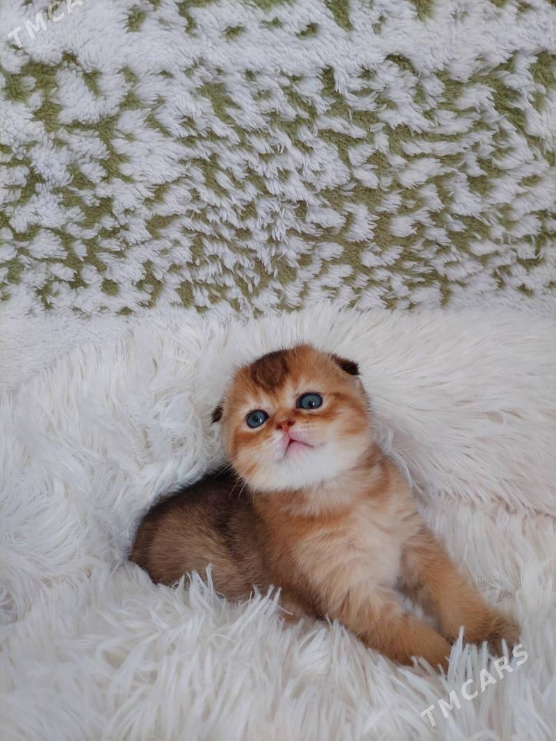 Шотландские котята - Aşgabat - img 4