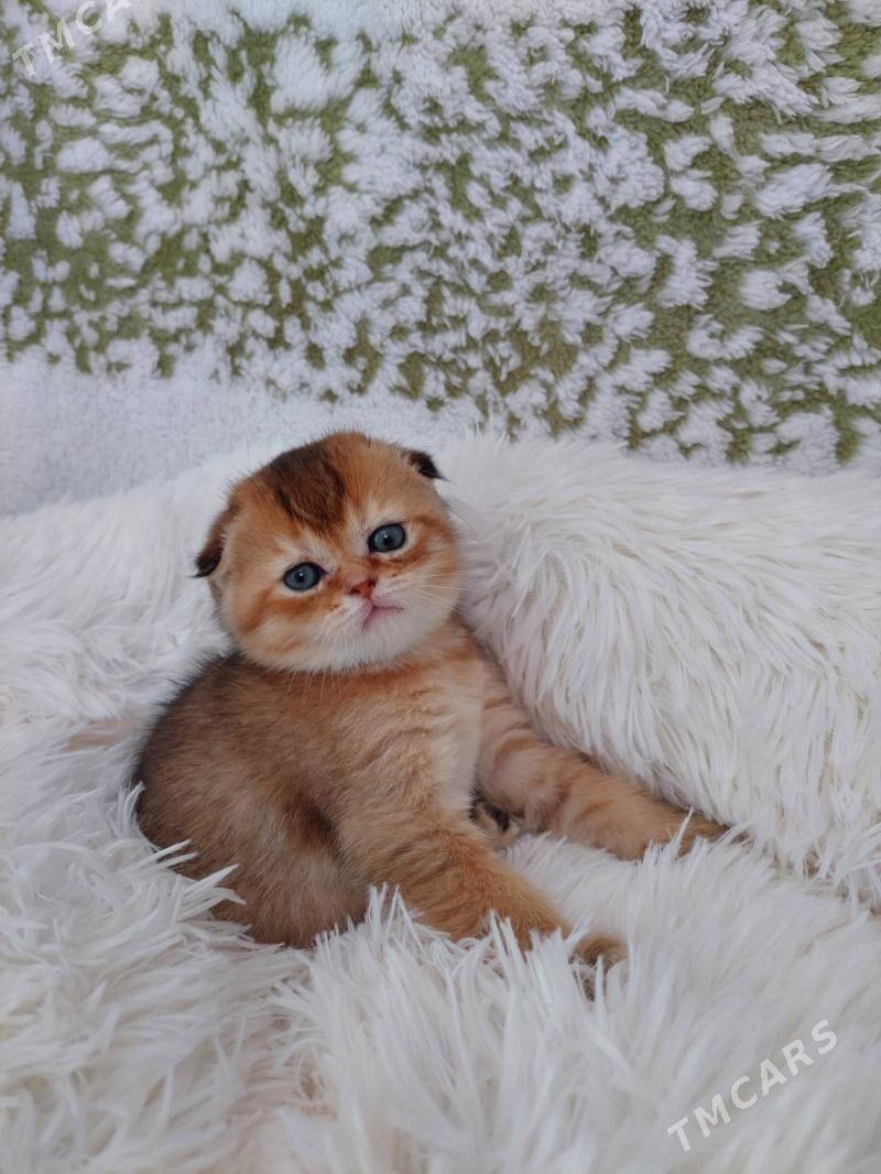 Шотландские котята - Aşgabat - img 2