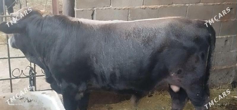 öküz - Aşgabat - img 2