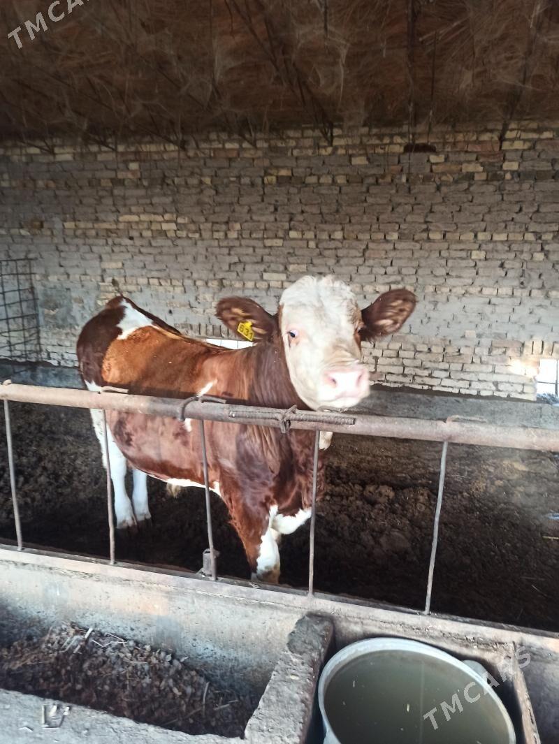 smental - Чарджоу - img 1