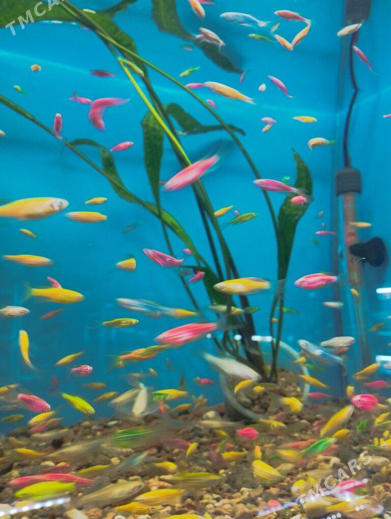 рыбки Теренция дание - Ашхабад - img 2