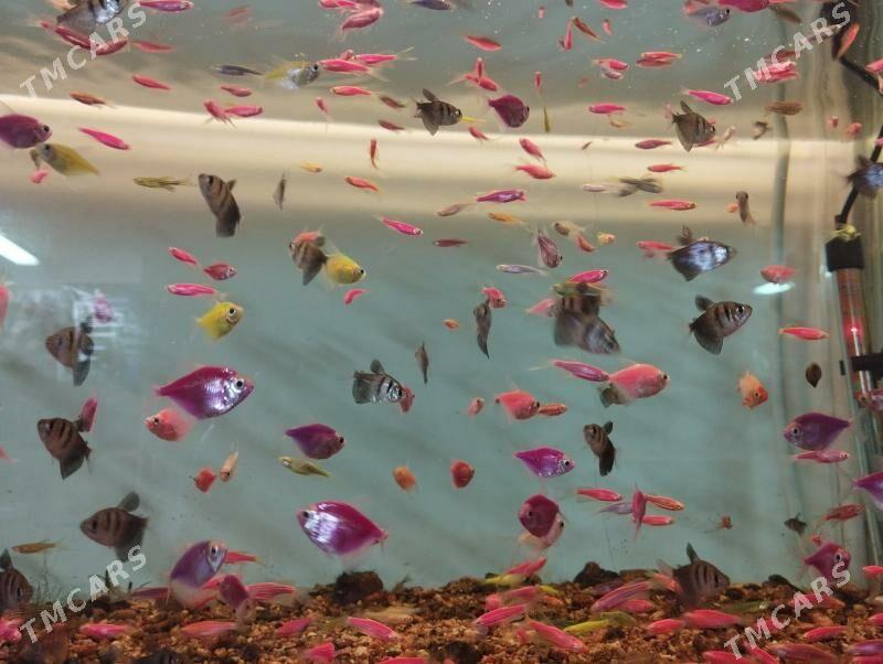 рыбки Теренция дание - Ашхабад - img 1