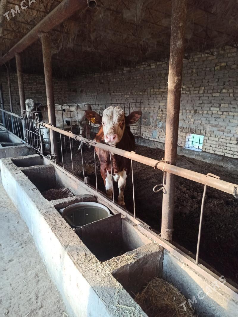 smental - Чарджоу - img 3