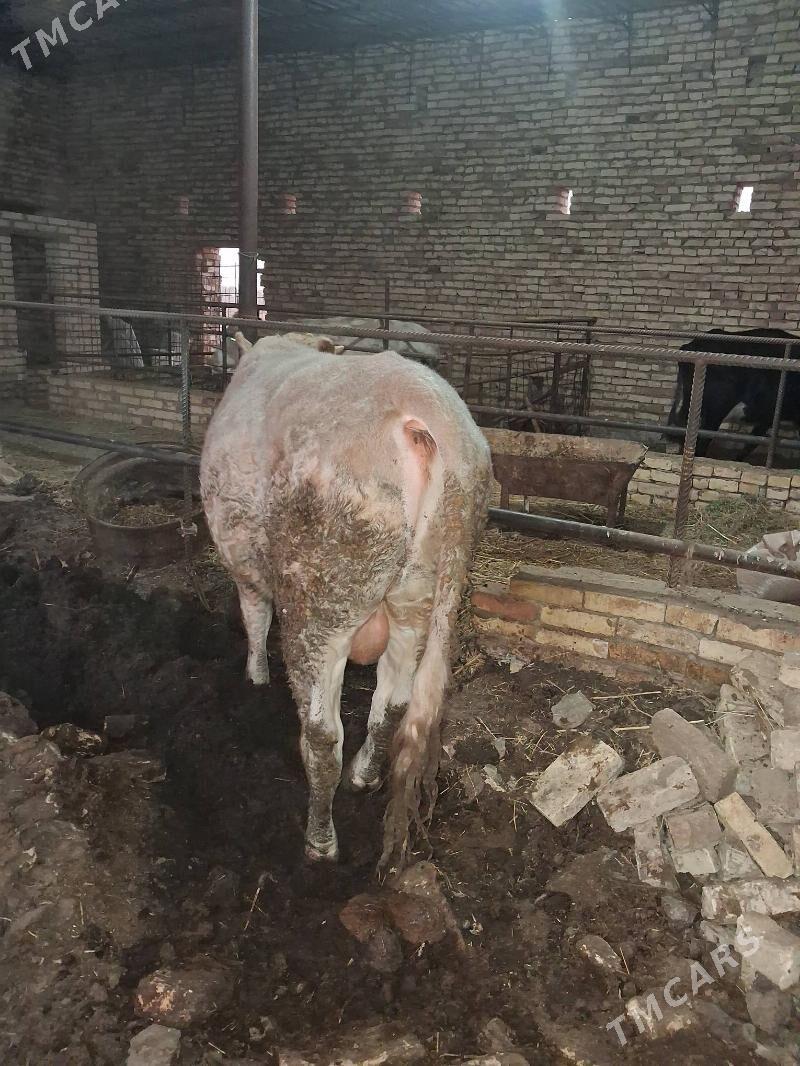 öküz parodny semental ýaş - Халач - img 3