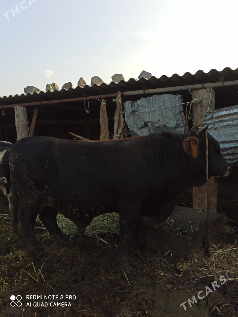 Okuz Şiwes - Бахарден - img 3