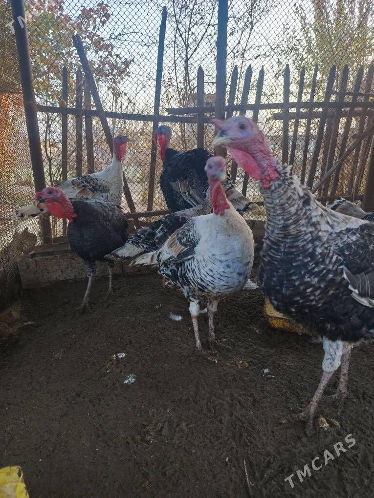 induk erkek - Mary - img 2