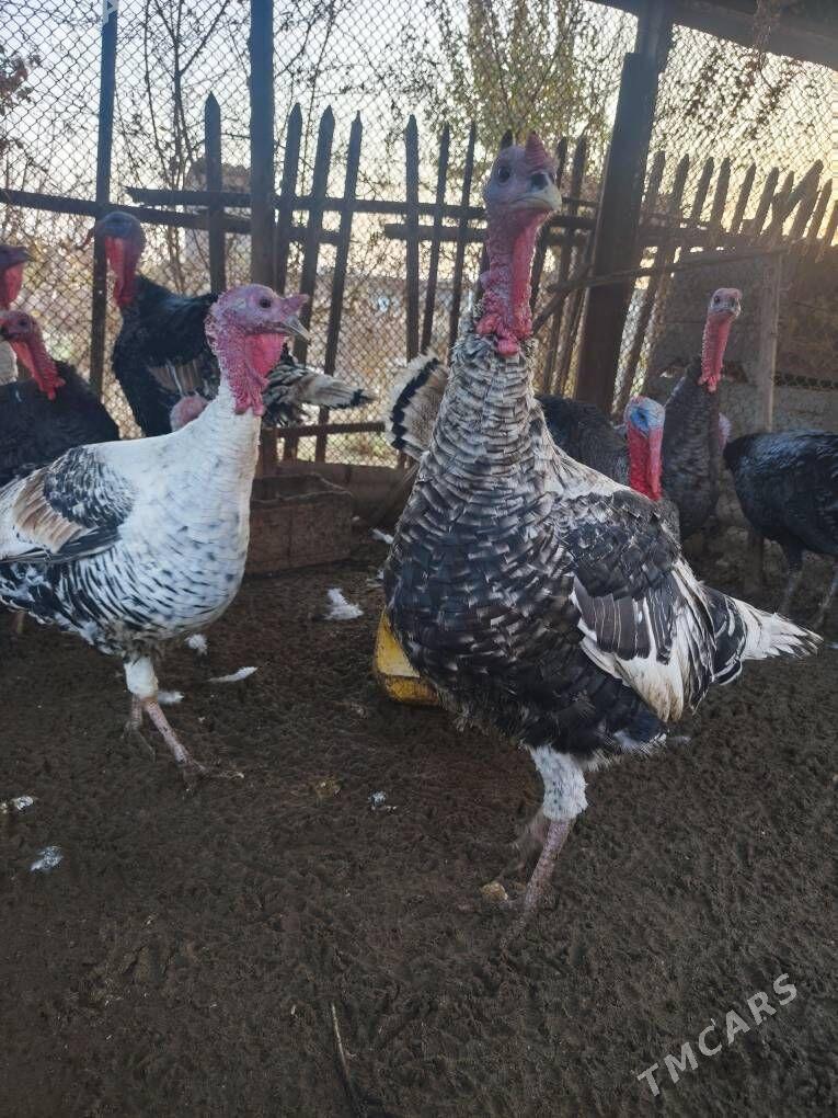 induk erkek - Mary - img 3