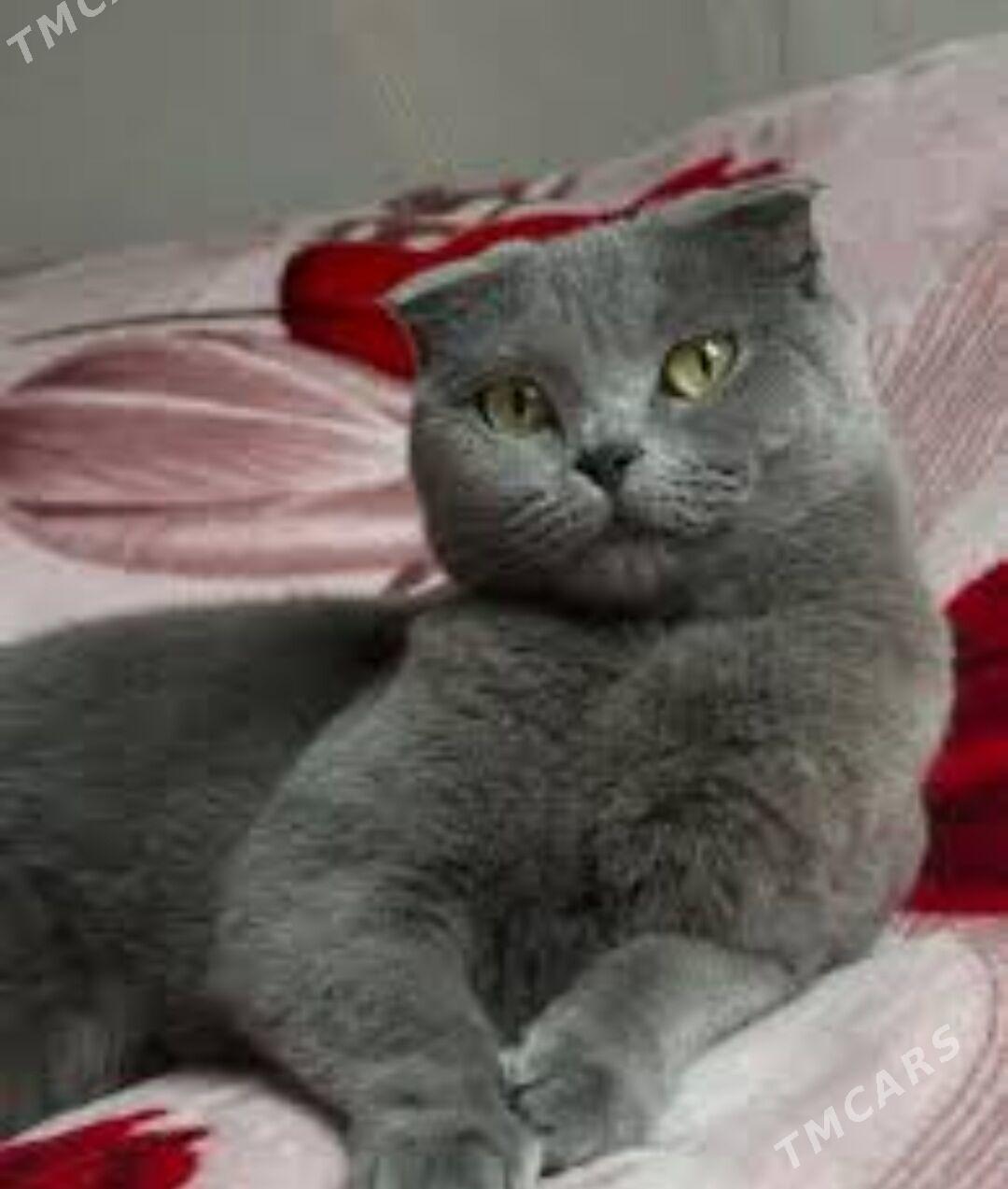 Шотландский вислоухий - Aşgabat - img 2