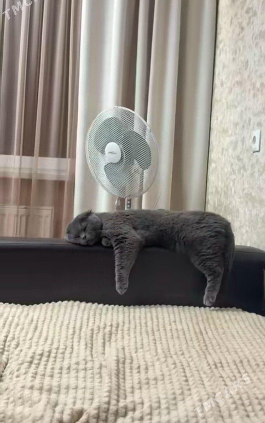 Шотландский вислоухий - Aşgabat - img 3