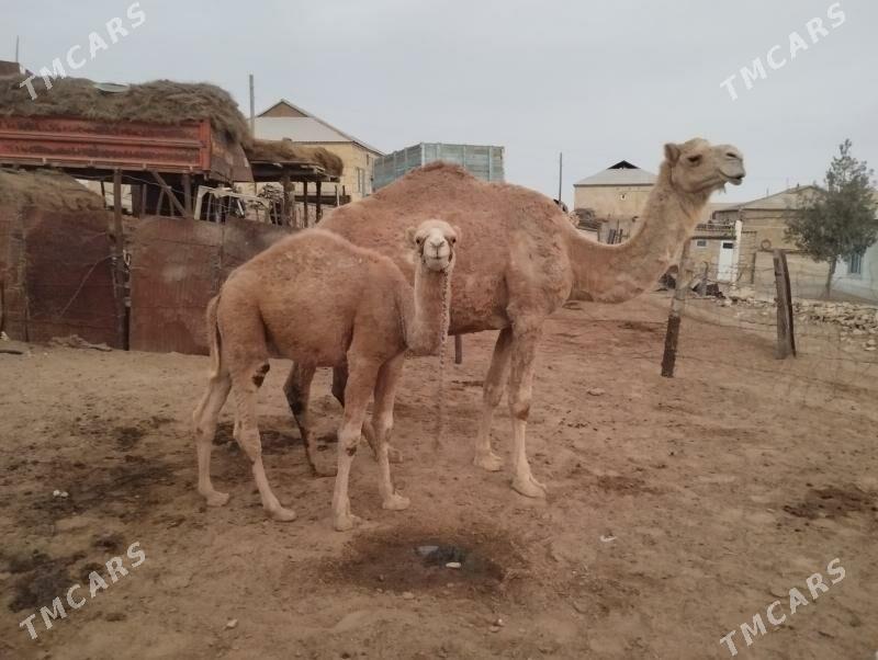 koşekli dùýe - Этрек - img 1