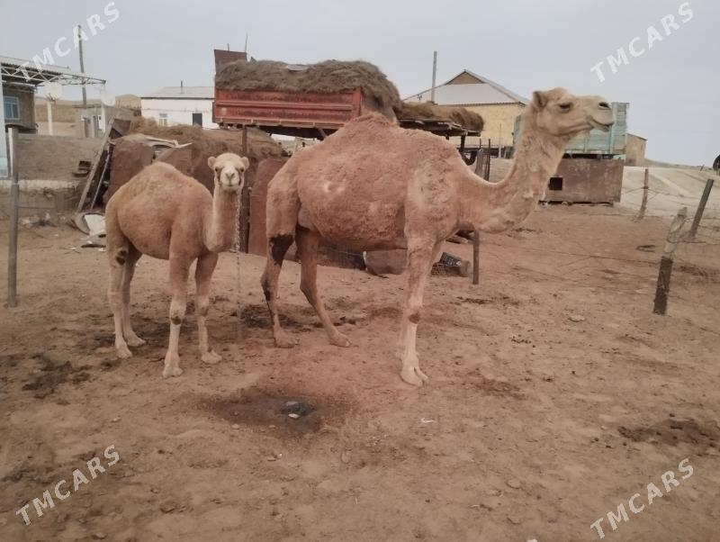 koşekli dùýe - Этрек - img 2