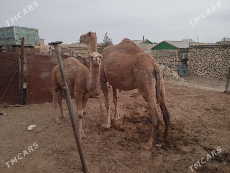 koşekli dùýe - Этрек - img 3