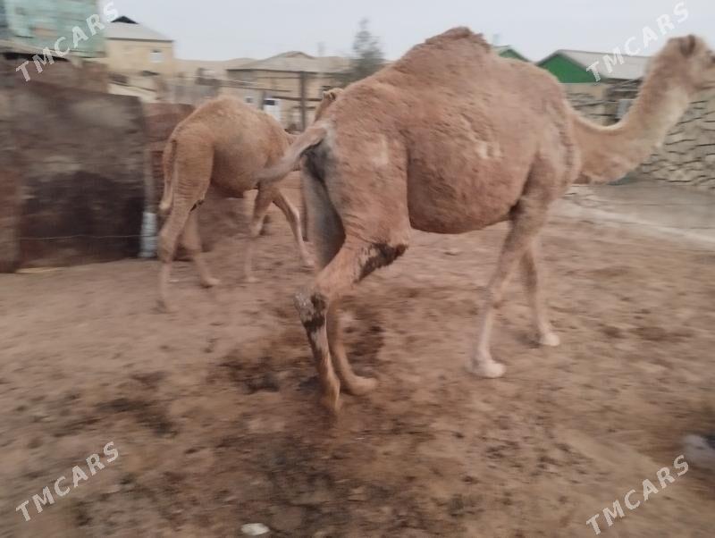 koşekli dùýe - Этрек - img 4