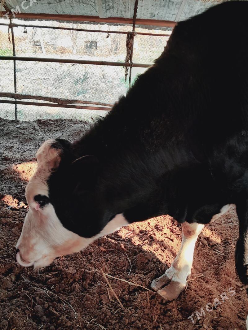 Yarslaw Okuzi - Çärjew - img 2