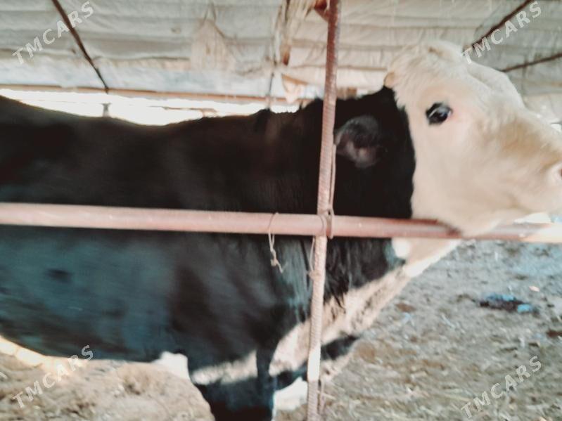 Yarslaw Okuzi - Çärjew - img 3