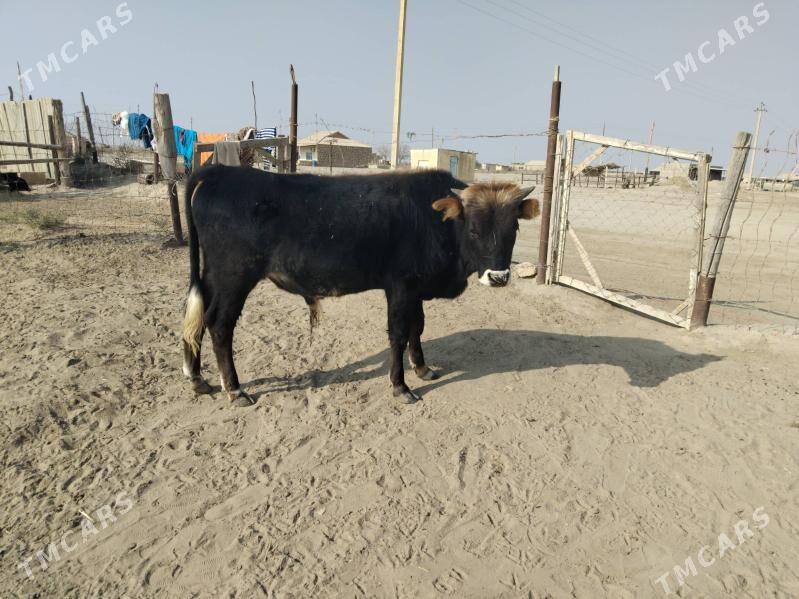 Öküz - Etrek - img 2