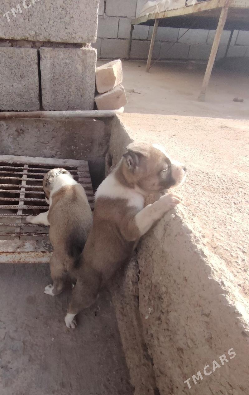 Pitbul - Дашогуз - img 2