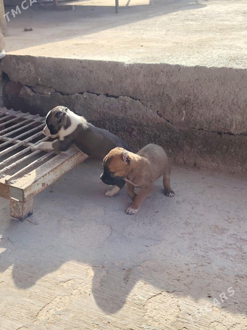 Pitbul - Дашогуз - img 3